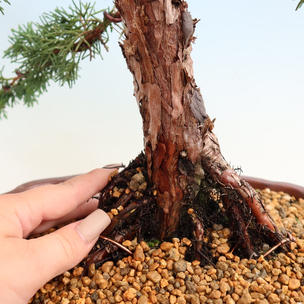 Outdoor bonsai - Juniperus chinensis Kishu