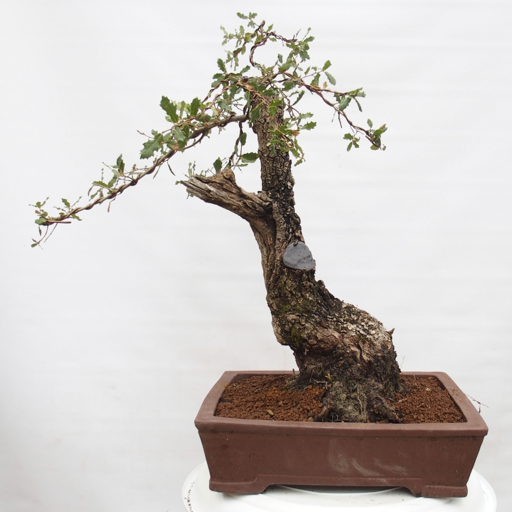 Yamadori - Quercus Ilex - Dąb ostrokrzewowy