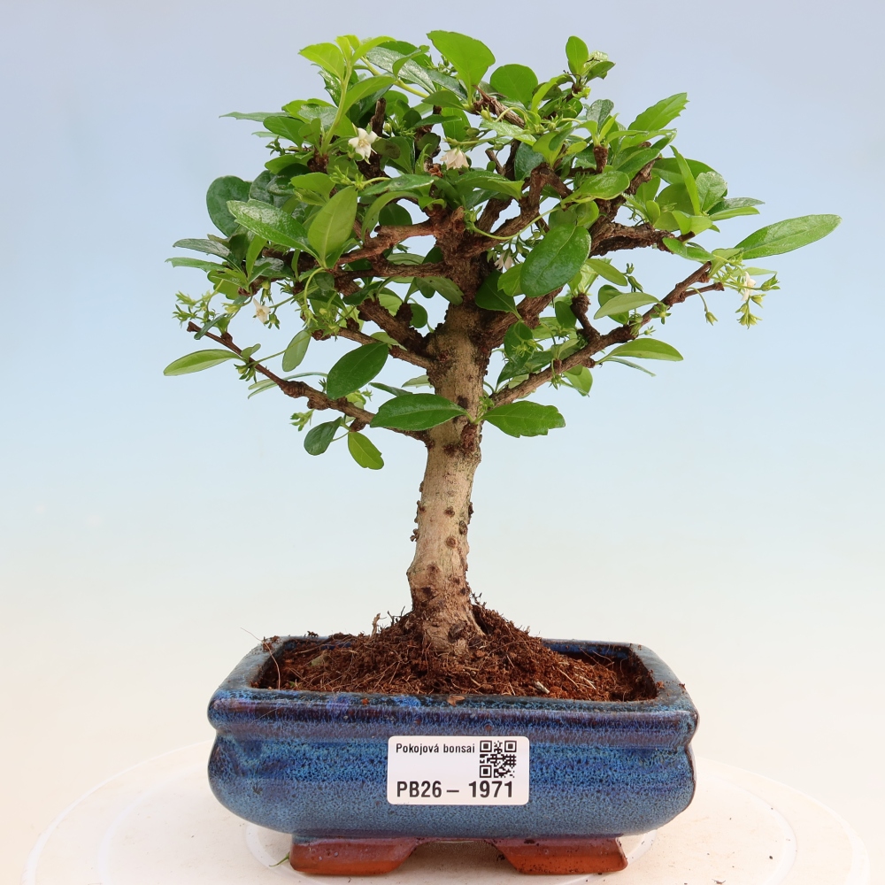 Bonsai pokojowe - Carmona macrophylla - Tea fuki