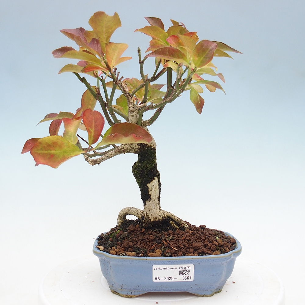 Bonsai zewnętrzne - wiąz europejski - euonimus