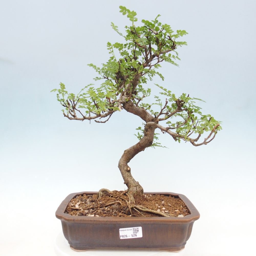 Pokój bonsai - Zantoxylum piperitum - drzewo pieprzowe