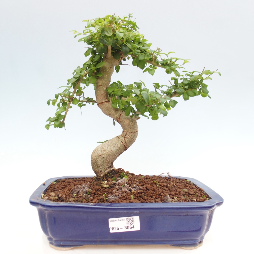 Kryte bonsai - Ligustrum chinensis - widok z lotu ptaka