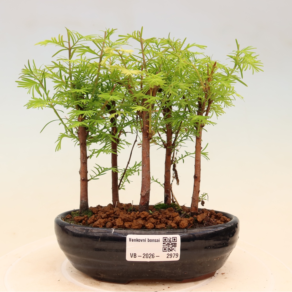 Bonsai ogrodowe – Metasequoia glyptostroboides – metasekwoja chińska – zagajnik