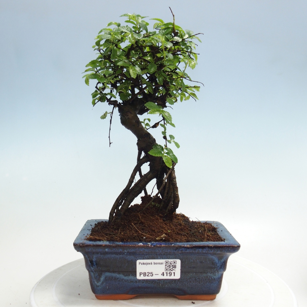 Pokój bonsai - Ulmus parvifolia - Wiąz drobnolistny