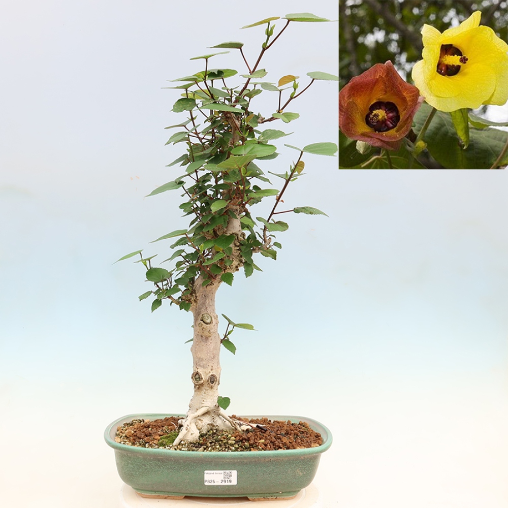 Bonsai domowe - Hibiscus tiliaceus - Hibiskus morski