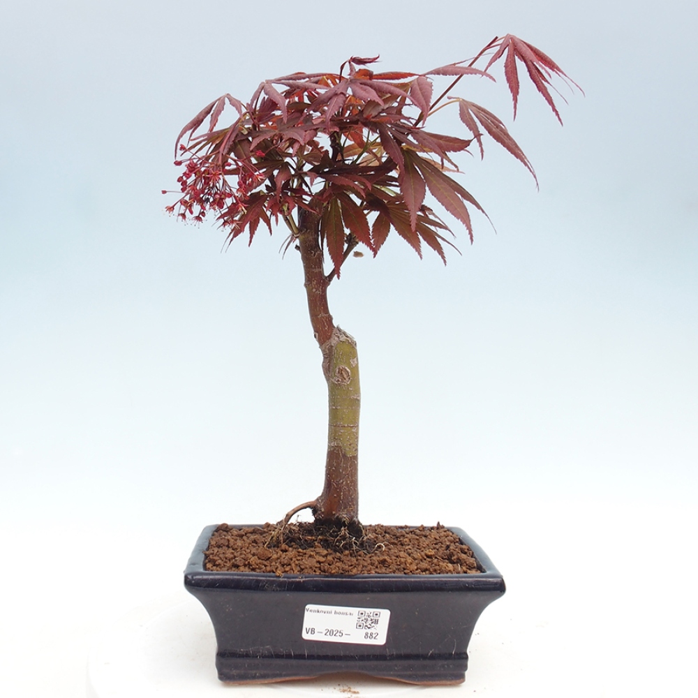 Bonsai zewnętrzne - palma Acer. Klon Atropurpureum-Palmleaf