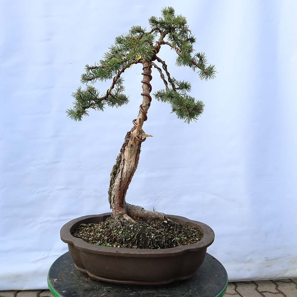 Pinus sylvestris Hiszpania – sosna zwyczajna