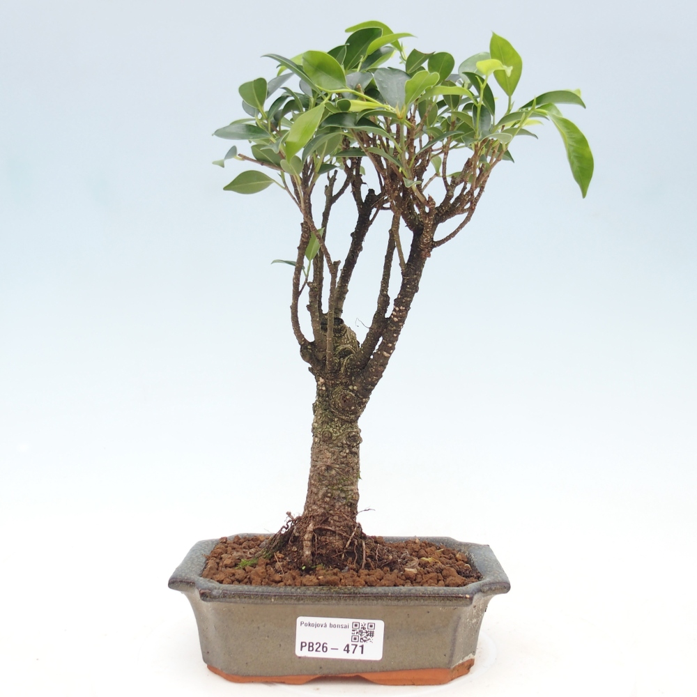 Pokój bonsai - Ficus retusa - figowiec drobnolistny