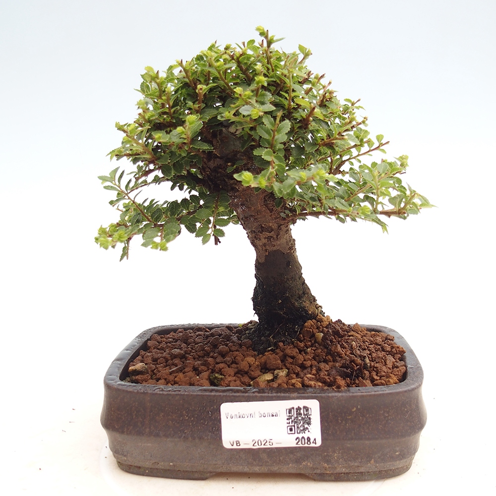Bonsai zewnętrzne - Ulmus parvifolia Hokkaido - wiąz chiński