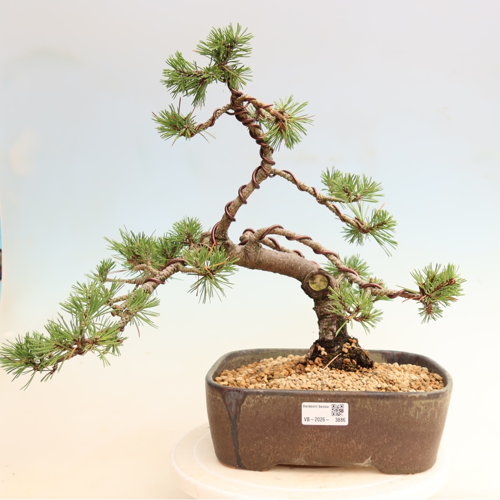 Bonsai ogrodowe – Pinus mugo Humpy – sosna karłowata