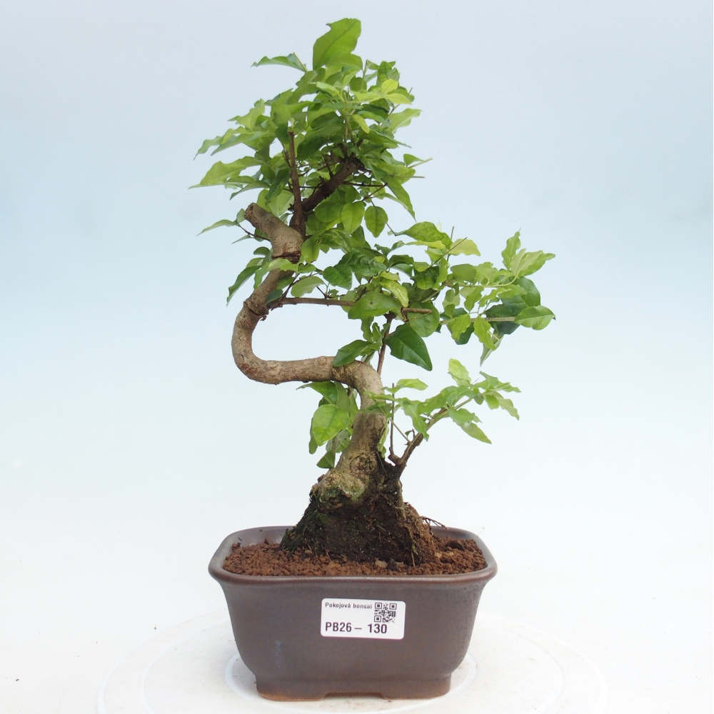 Pokój bonsai - Ligustrum chinensis - Dziób ptaka
