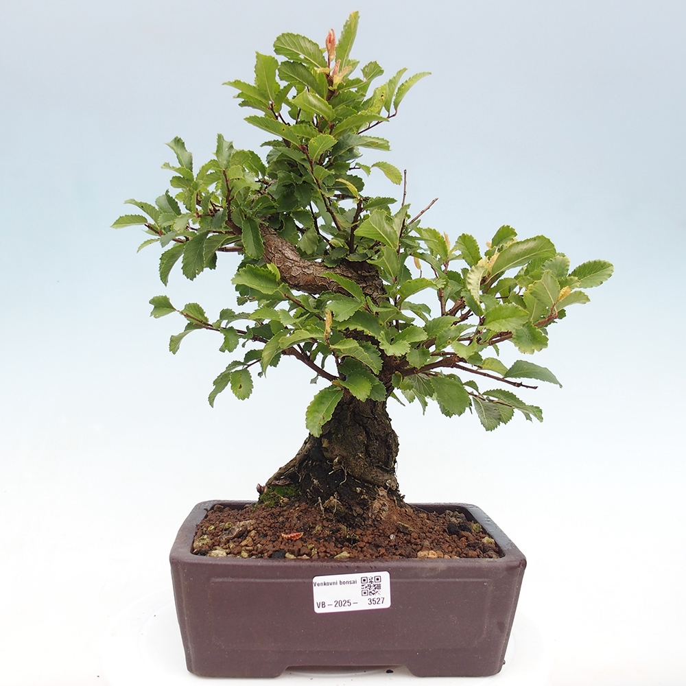 Bonsai na zewnątrz - Zelkova - Zelkova serrata
