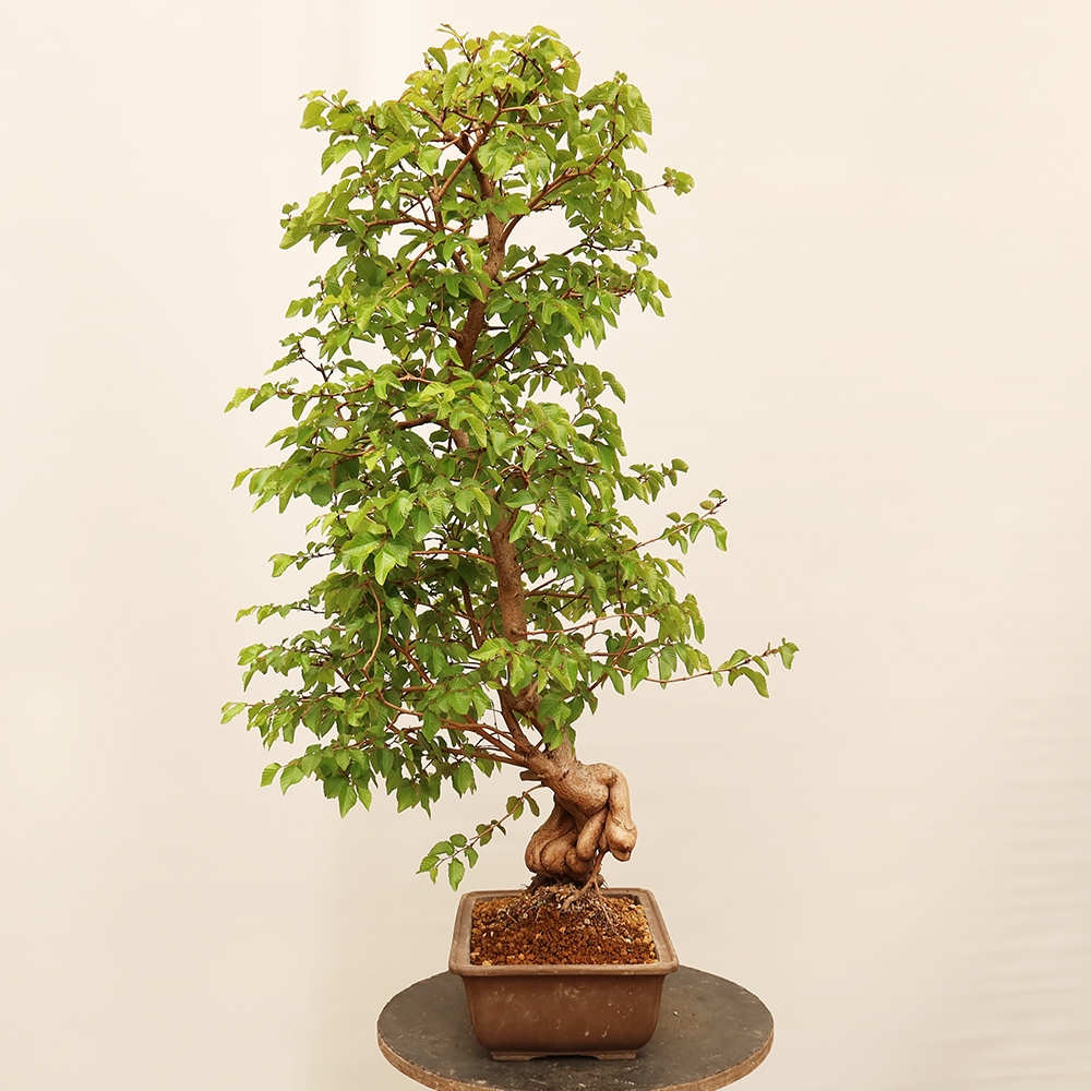 Bonsai plenerowe - Carpinus Coreana - grab koreański