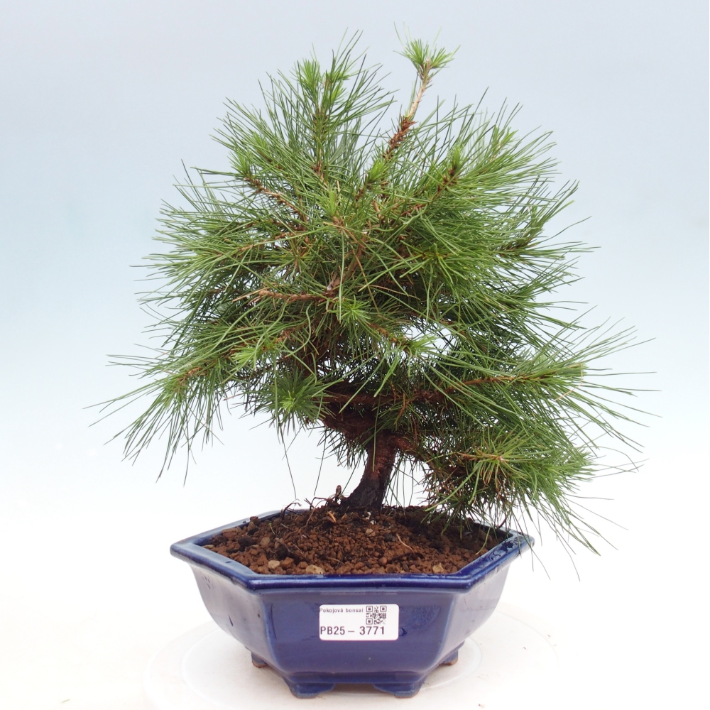 Pokój bonsai - Pinus halepensis - Sosna z Aleppo