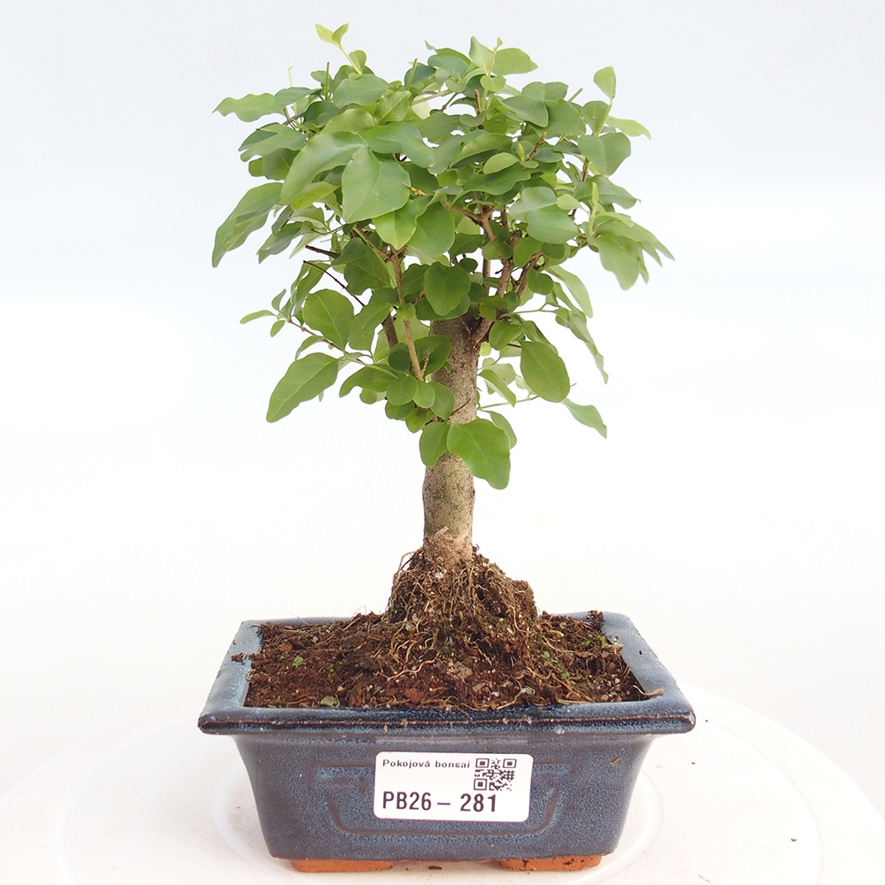 Pokój bonsai - Ligustrum chinensis - Dziób ptaka