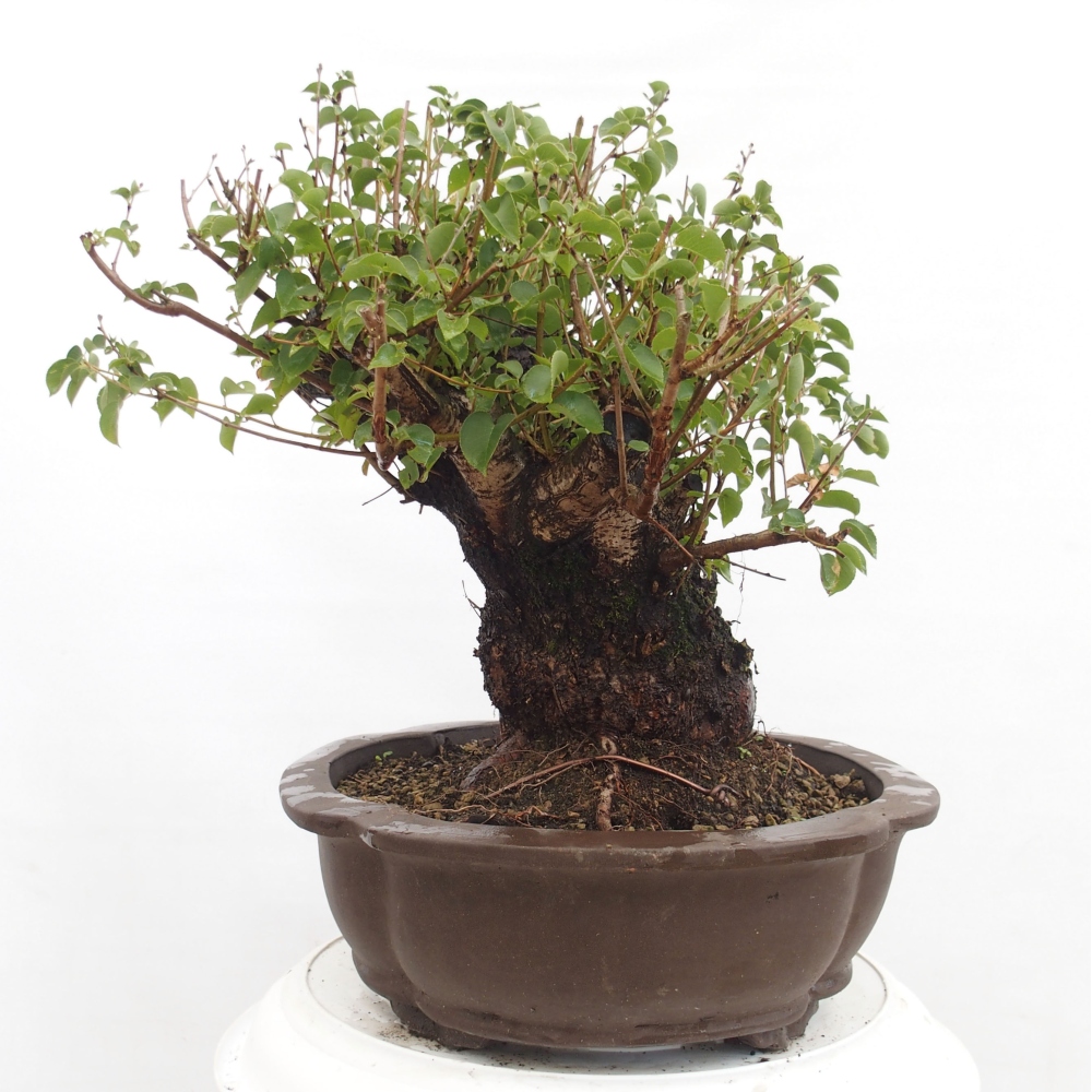 Bonsai na zewnątrz - Mahalebka - Prunus mahaleb