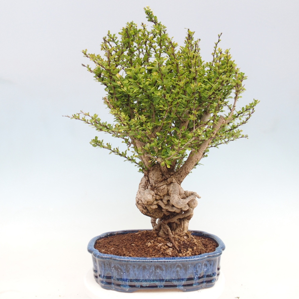 Bonsai zewnętrzne - Berberis coreana