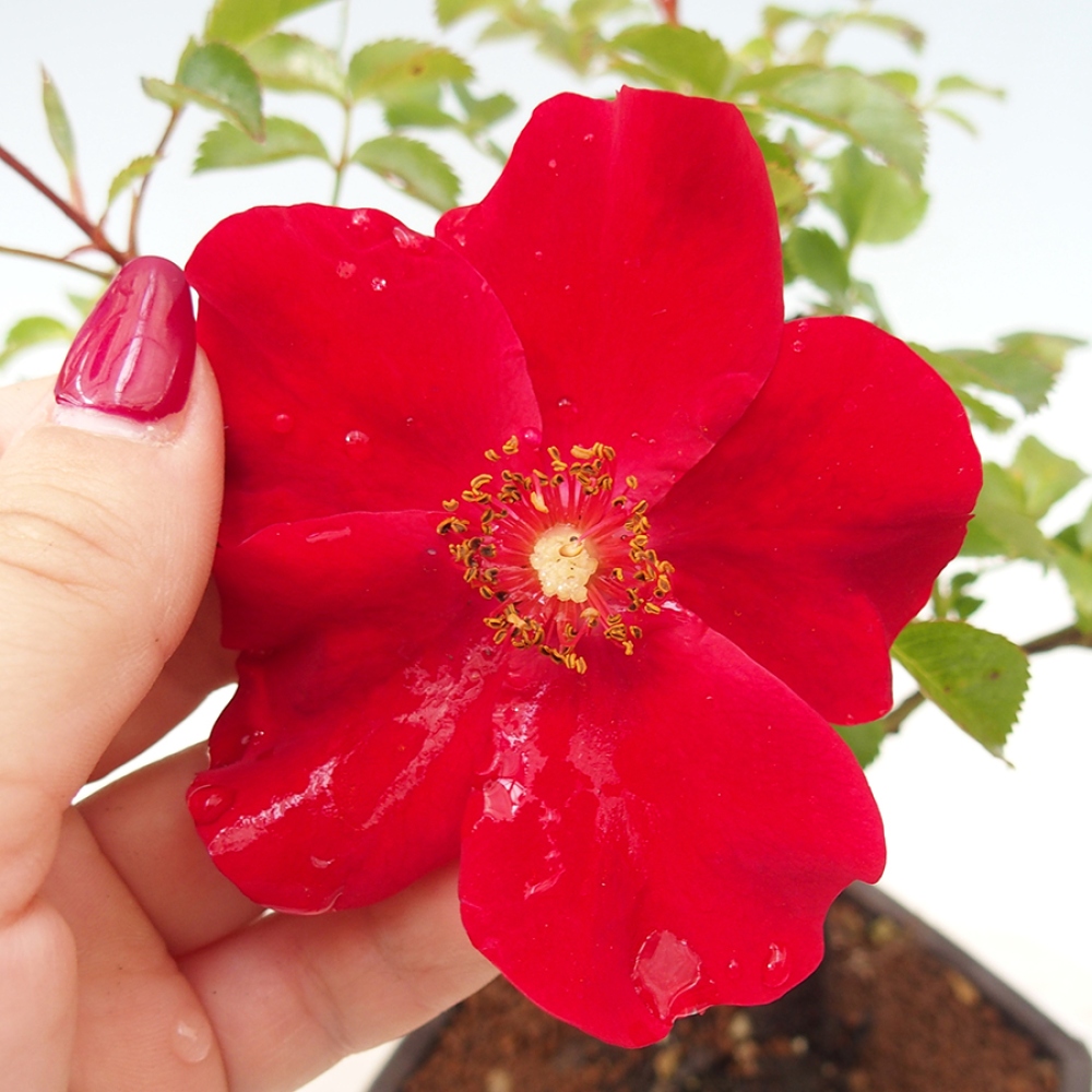 Bonsai na zewnątrz - Rosa Kordes - róża 