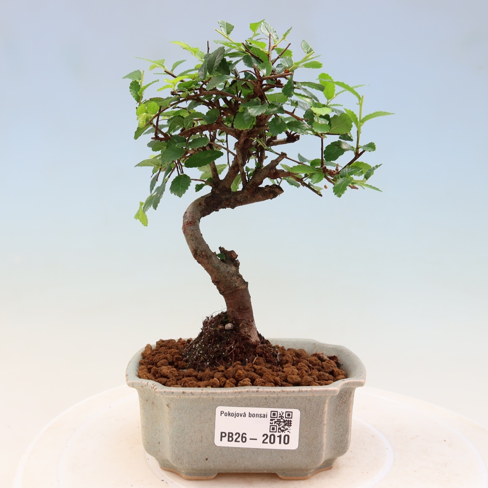 Pokój bonsai - Ulmus parvifolia - Wiąz drobnolistny