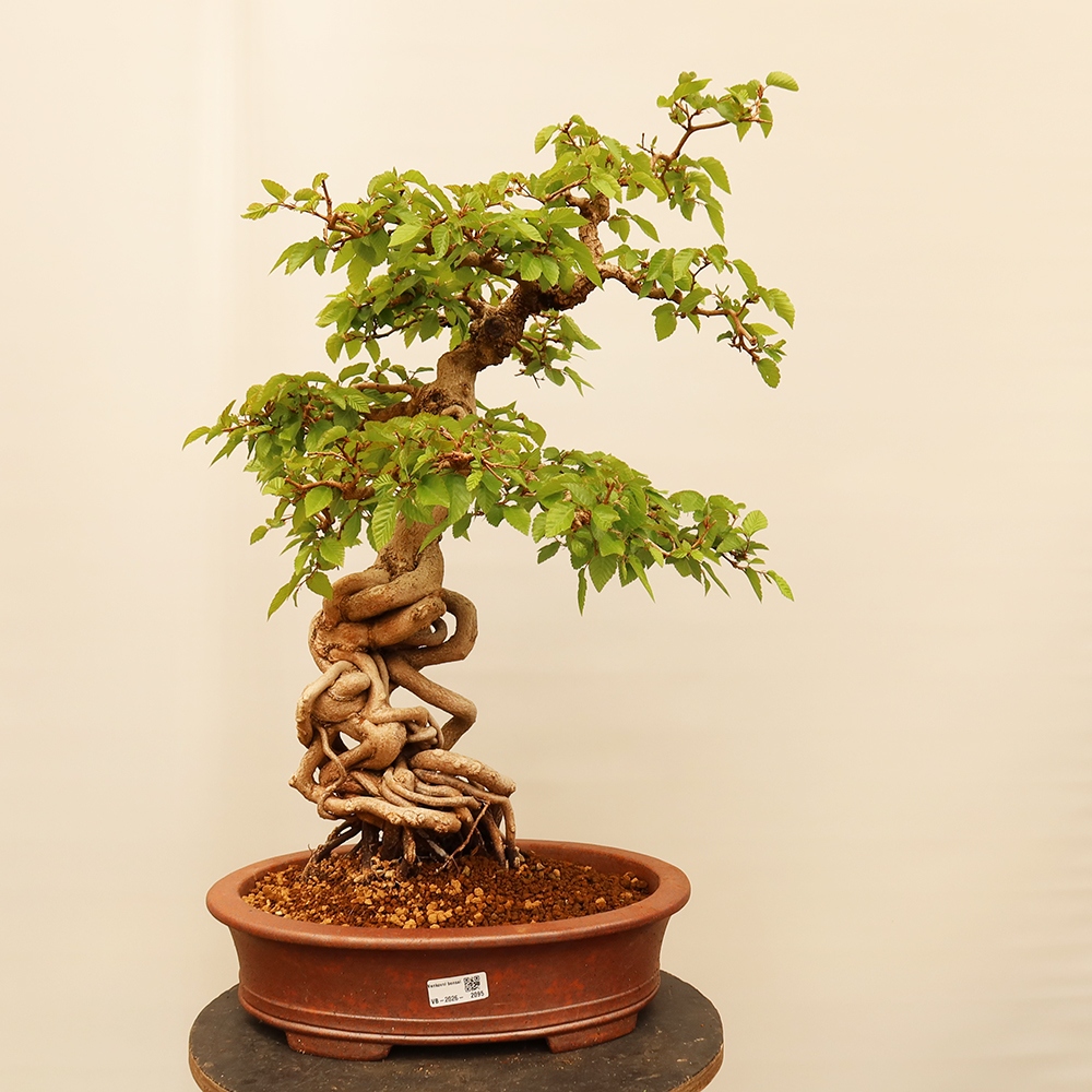 Bonsai plenerowe - Carpinus Coreana - grab koreański