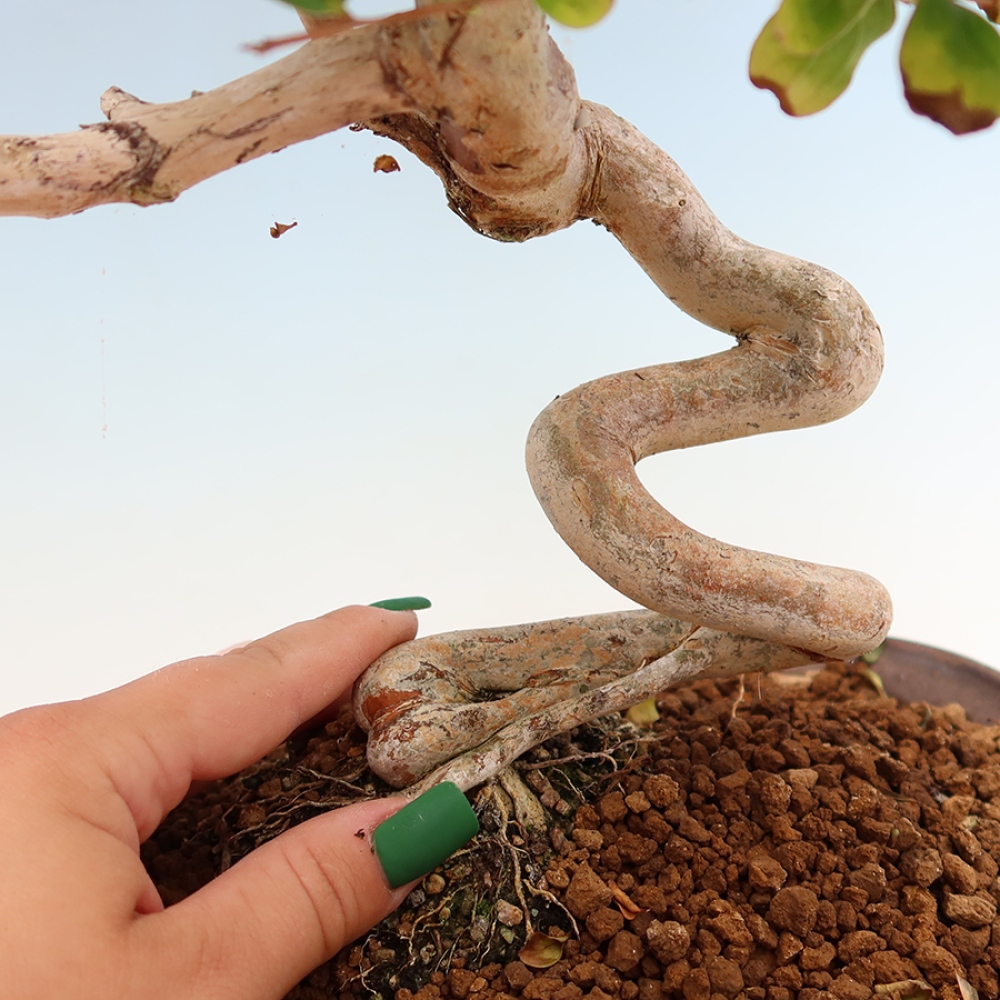 Bonsai pokojowe – Lagerstroemia indica – bz indyjski