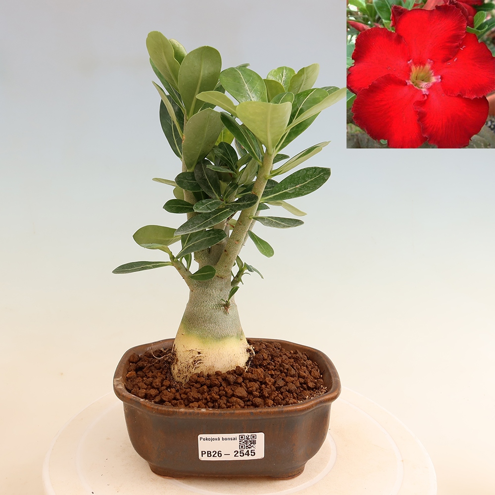 Bonsai pokojowe – Adenium obesum Red Star – Róża pustynna