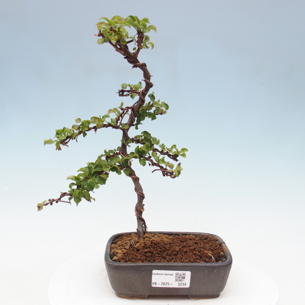 Bonsai zewnętrzne - Chaneomeles s. Red Joy - Pigwa
