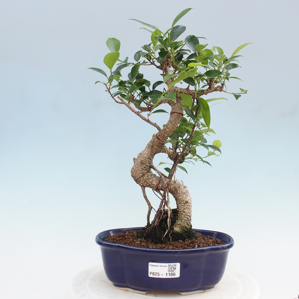 Kryty bonsai - Ficus retusa - figowiec drobnolistny