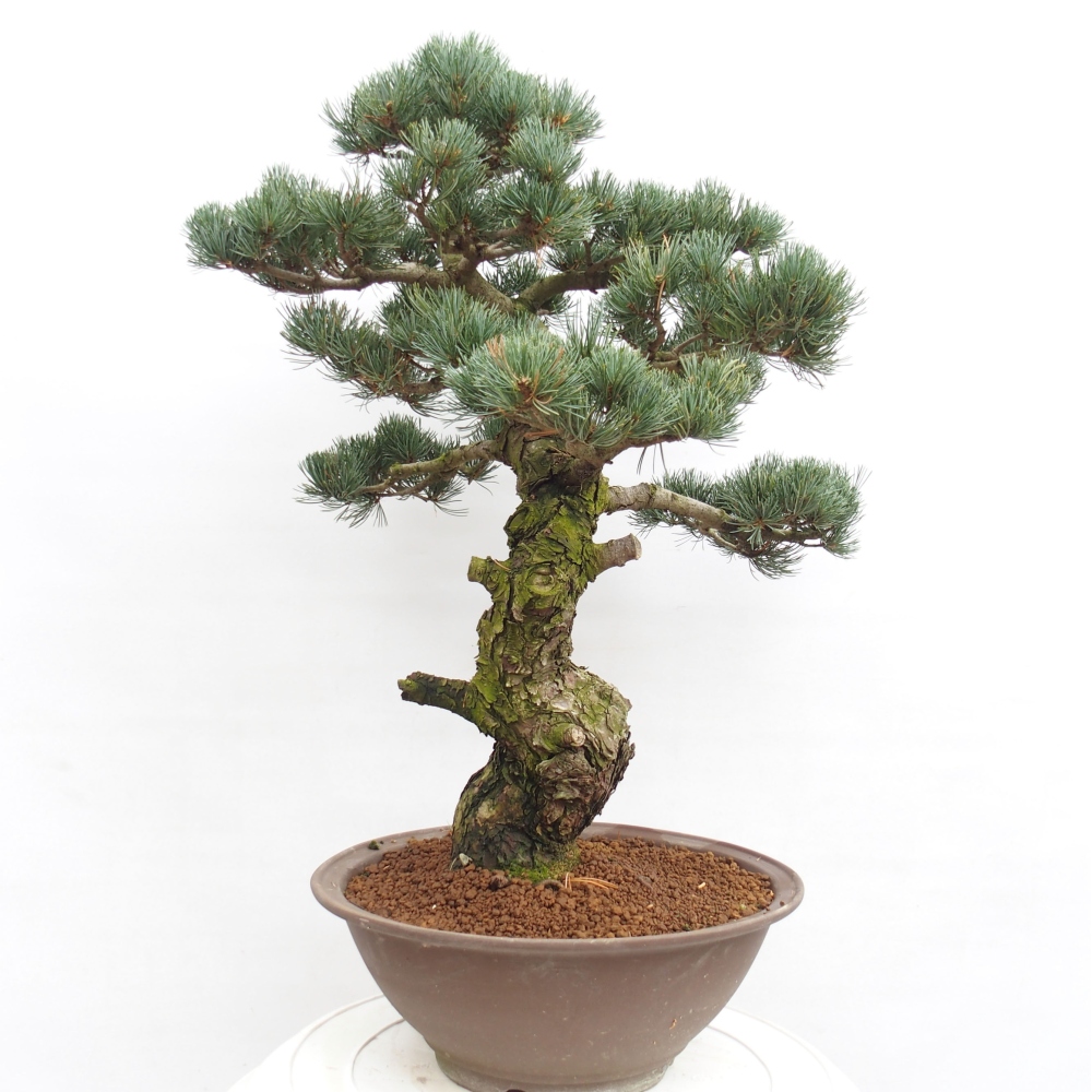 Outdoor bonsai - Pinus parviflora - Mała sosna