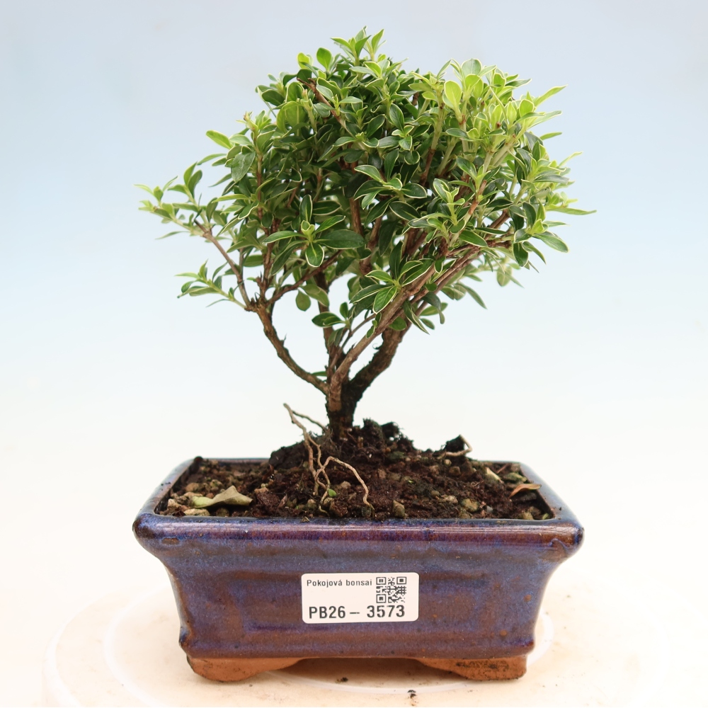 Bonsai pokojowe – Serissa foetida Variegata – Drzewo tysiąca gwiazd