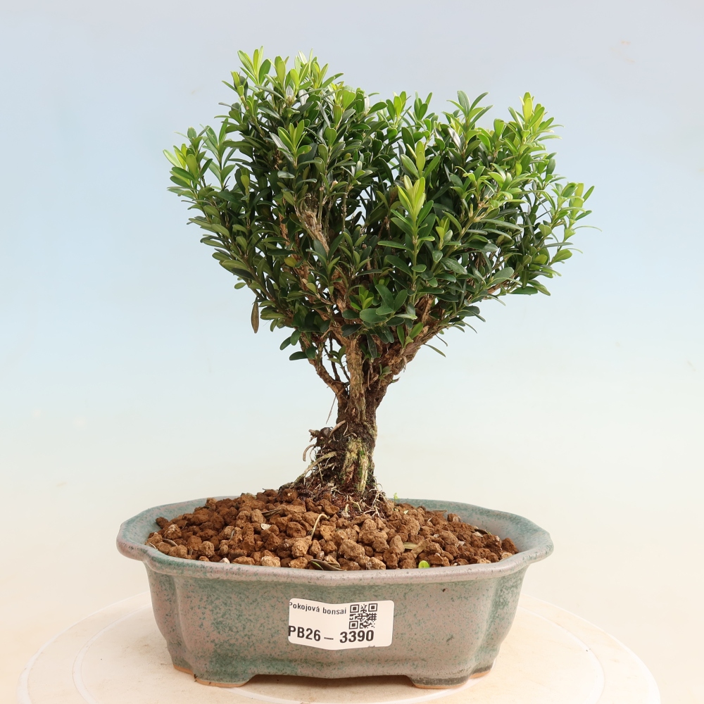 Pokój bonsai - Buxus harlandii - buxus korkowy