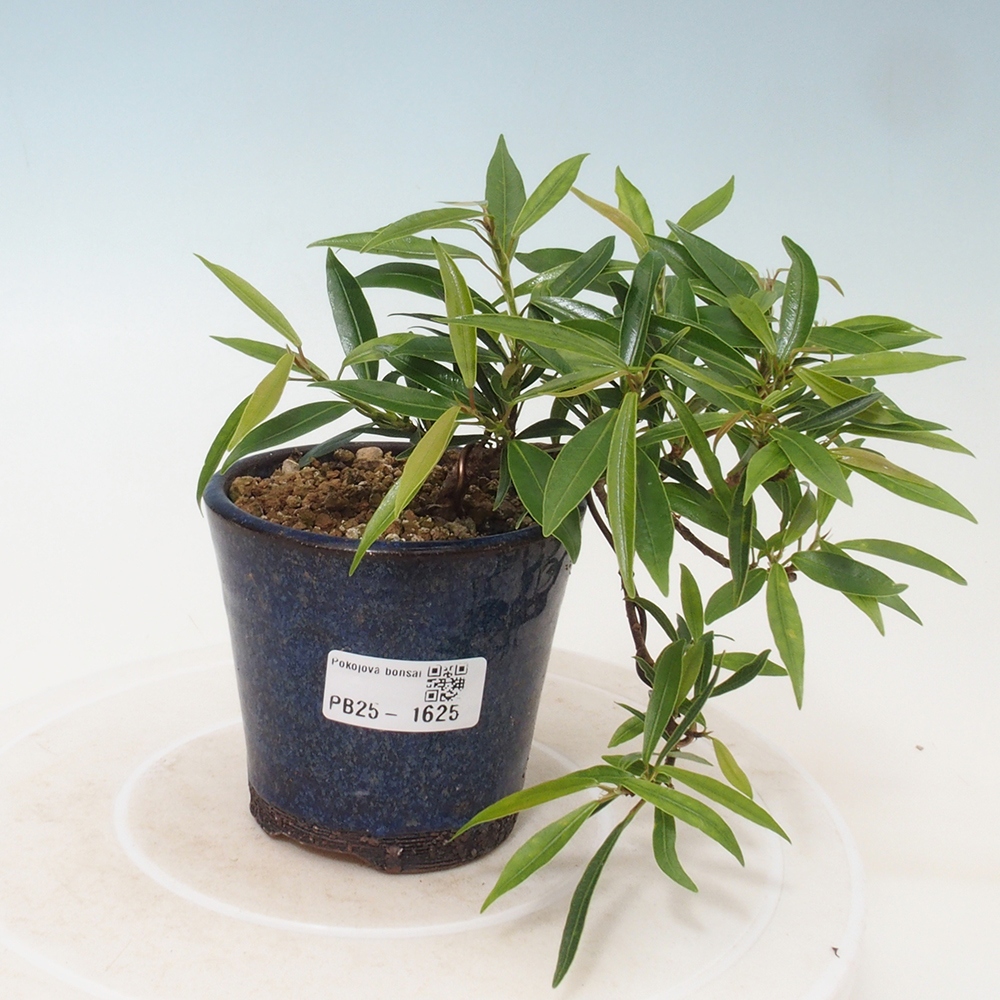 Bonsai wewnętrzne - Ficus nerifolia - figowiec drobnolistny