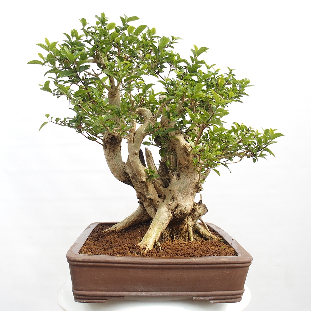 Bonsai wewnętrzne - Premna serratifolia - Kozlovon drobnolistny