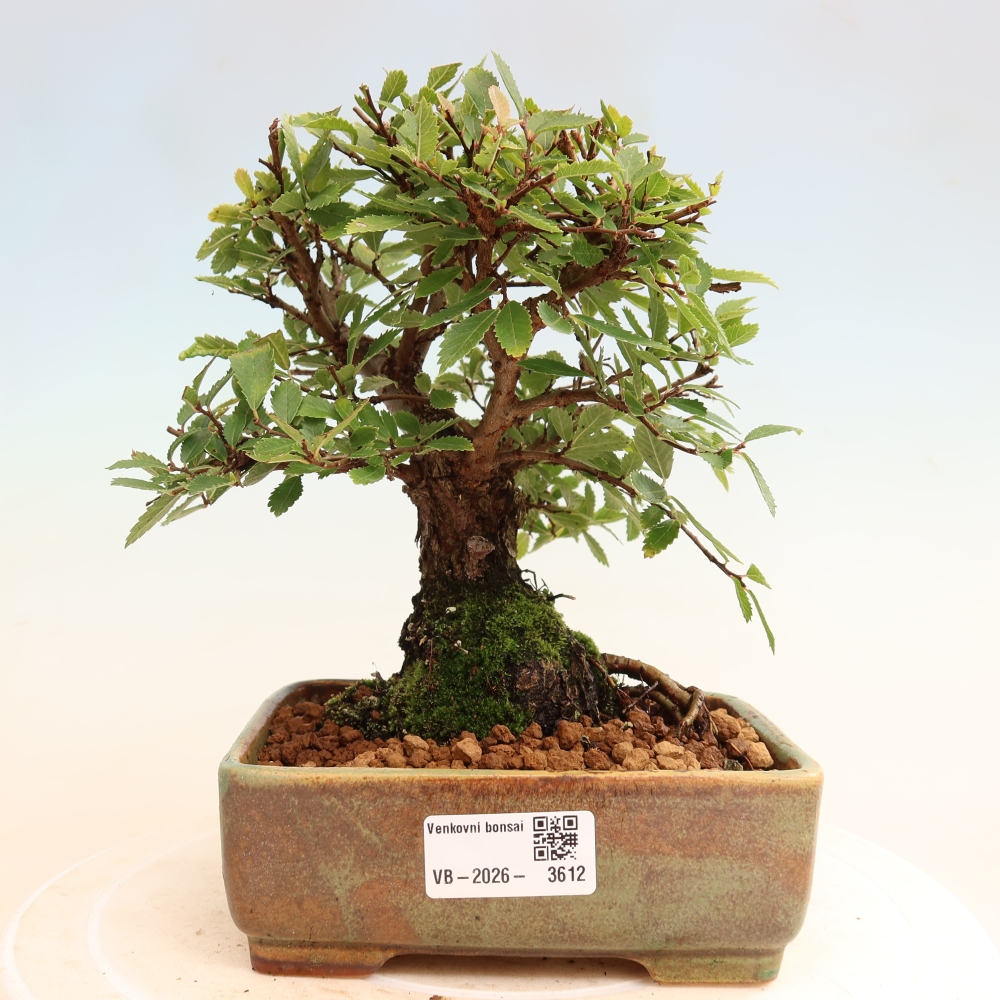 Bonsai zewnętrzne - Zelkova - Zelkova NIRE