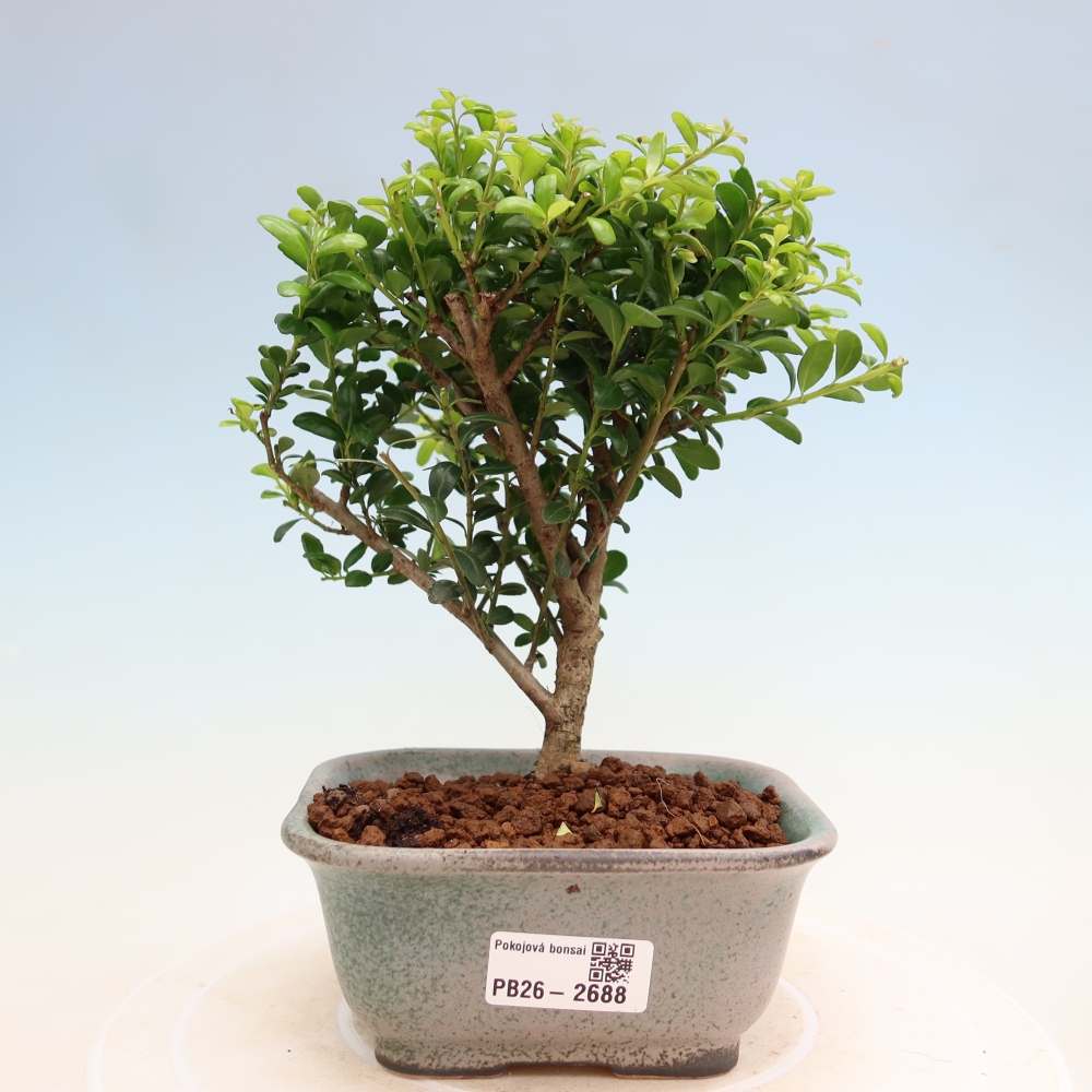 Pokój bonsai - Ilex crenata - Ostrokrzew