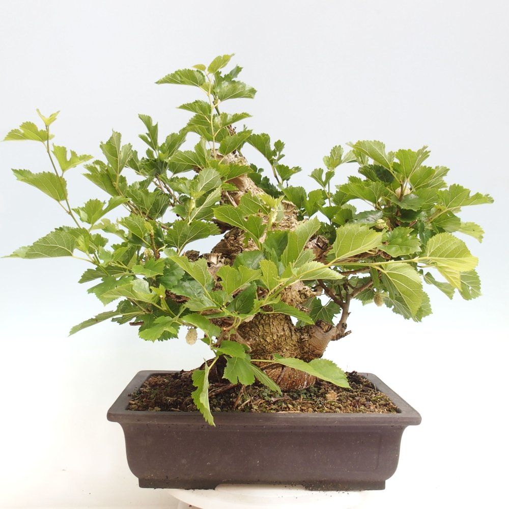 Bonsai outdoor - Morus alba - morwa