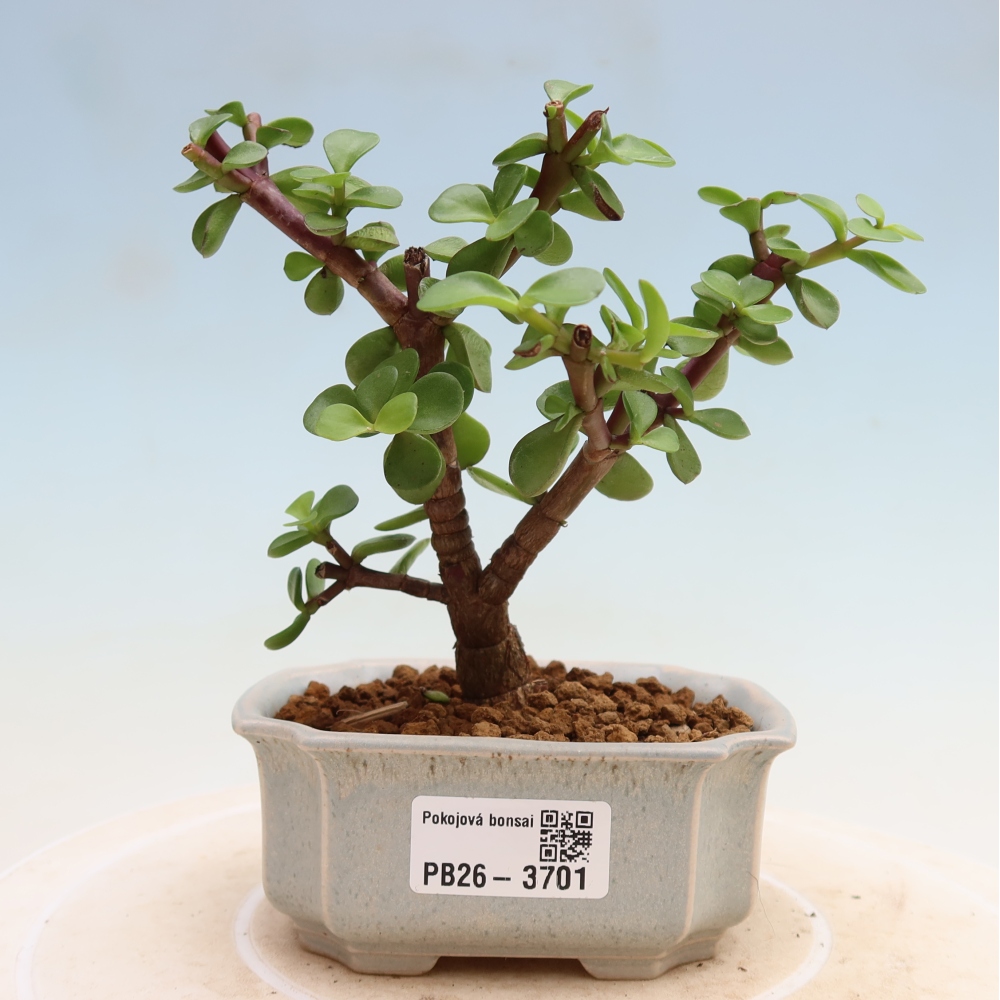 Pokój bonsai - Portulakaria Afra - Tlustice