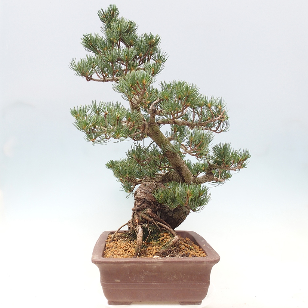 Outdoor bonsai - Pinus parviflora - Pinus parviflora