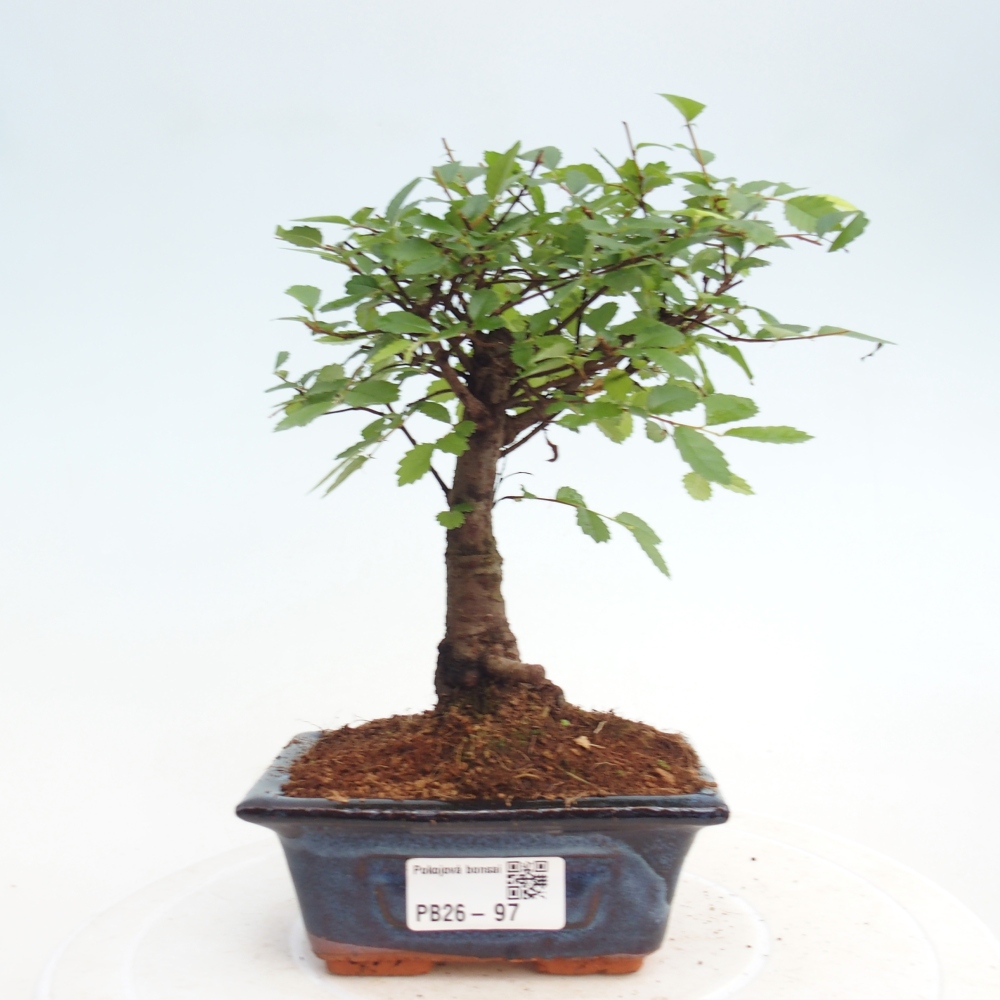 Pokój bonsai - Ulmus parvifolia - Wiąz drobnolistny