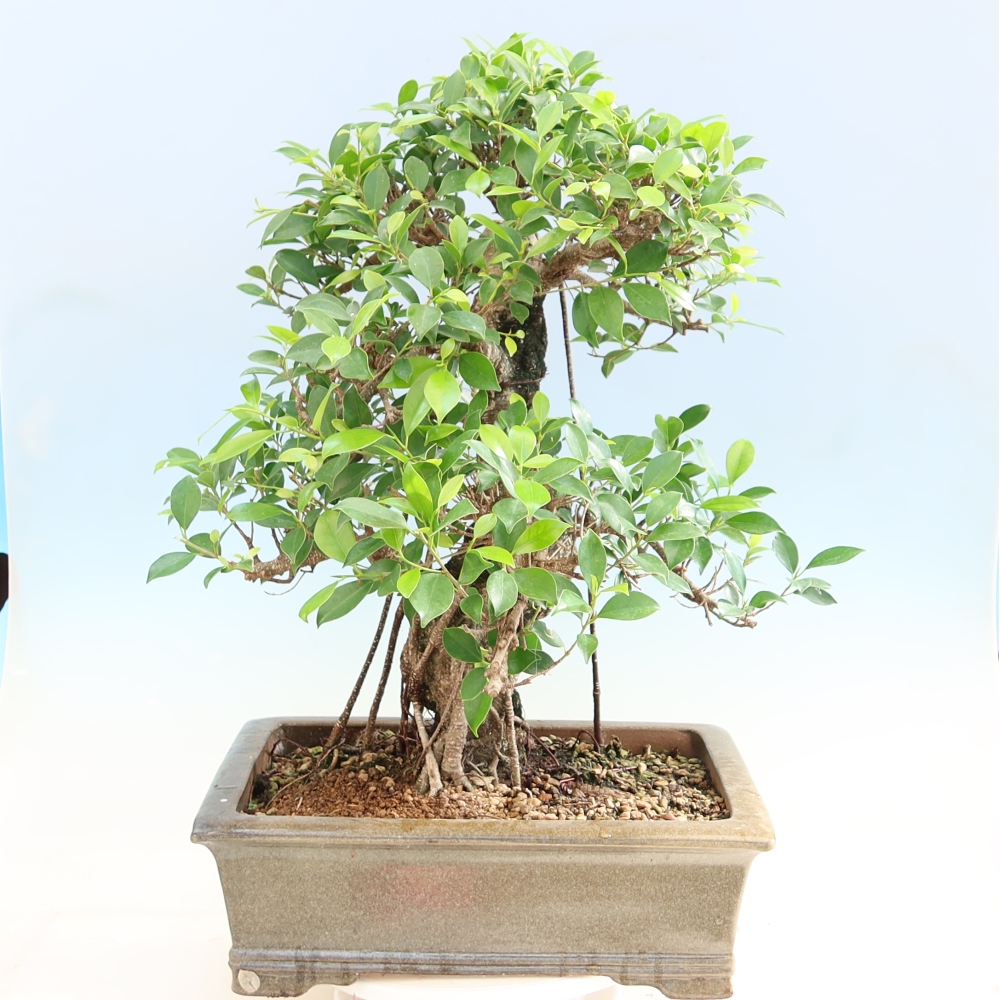 Pokój bonsai - Ficus kimmen - figowiec drobnolistny