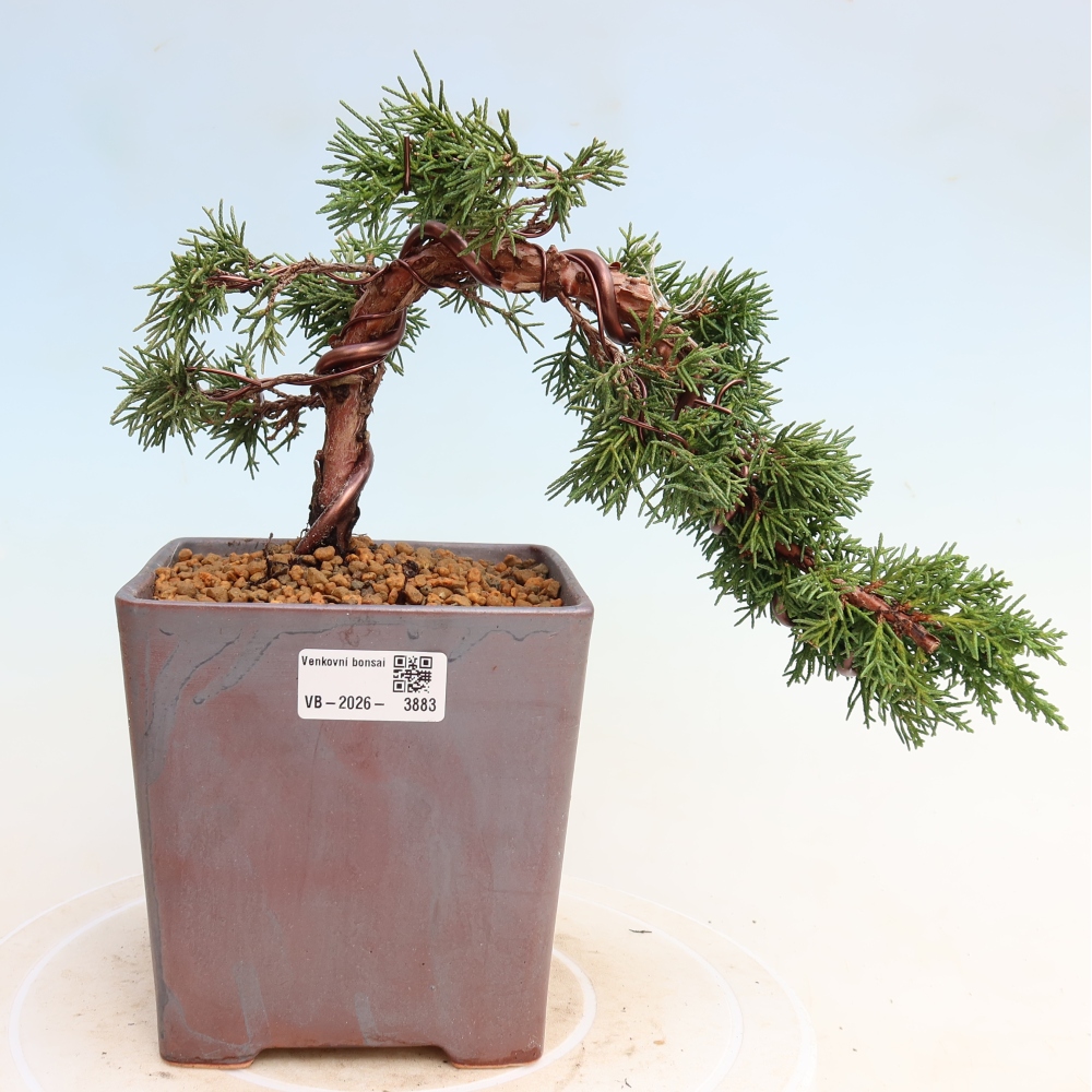 Outdoor bonsai - Juniperus chinensis Kishu