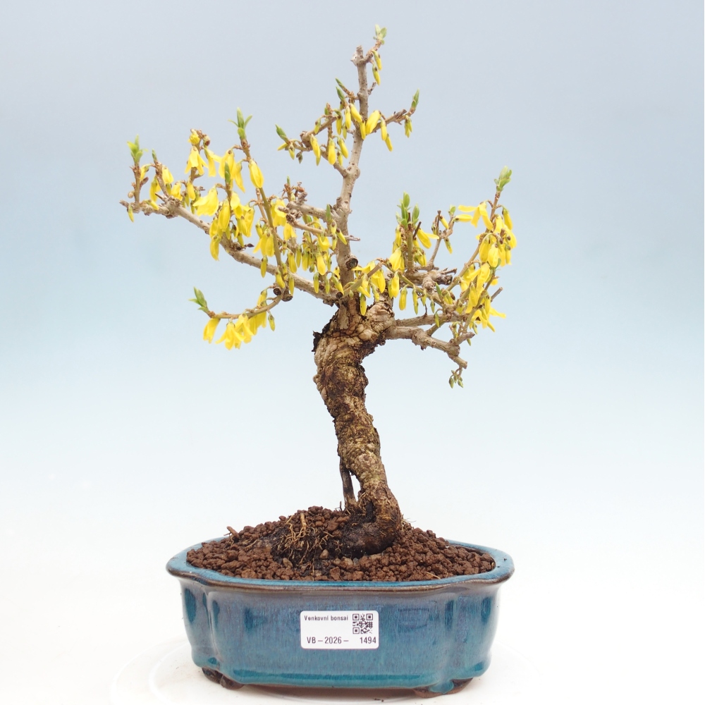Outdoor bonsai - Zlatice - Forsycja koreańska