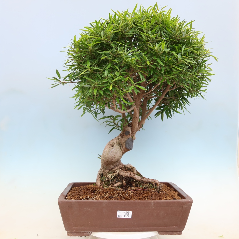 Pokój bonsai - Ficus nerifolia - figowiec drobnolistny