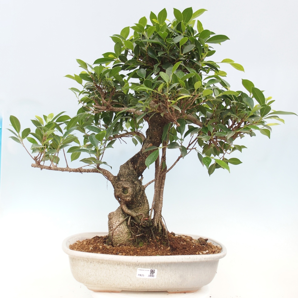 Bonsai pokojowe - Ficus kimmen - figowiec drobnolistny - WYŁĄCZNIE ODBIÓR OSOBISTY lub transport paletowy