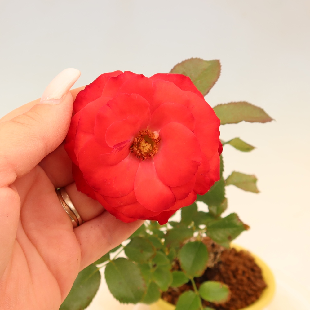 Bonsai ogrodowe – Rosa Kordes – róża