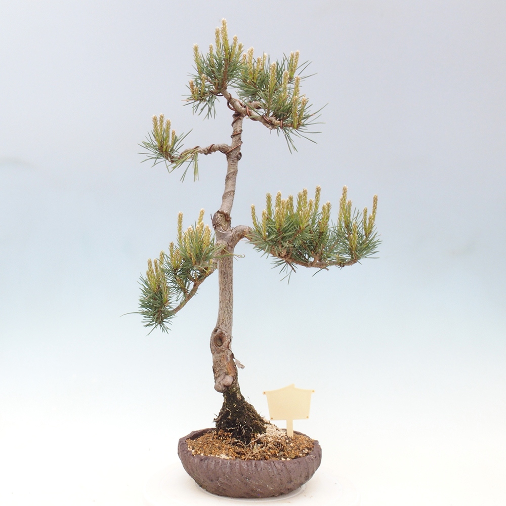Outdoor bonsai - Pinus Sylvestris - sosna zwyczajna