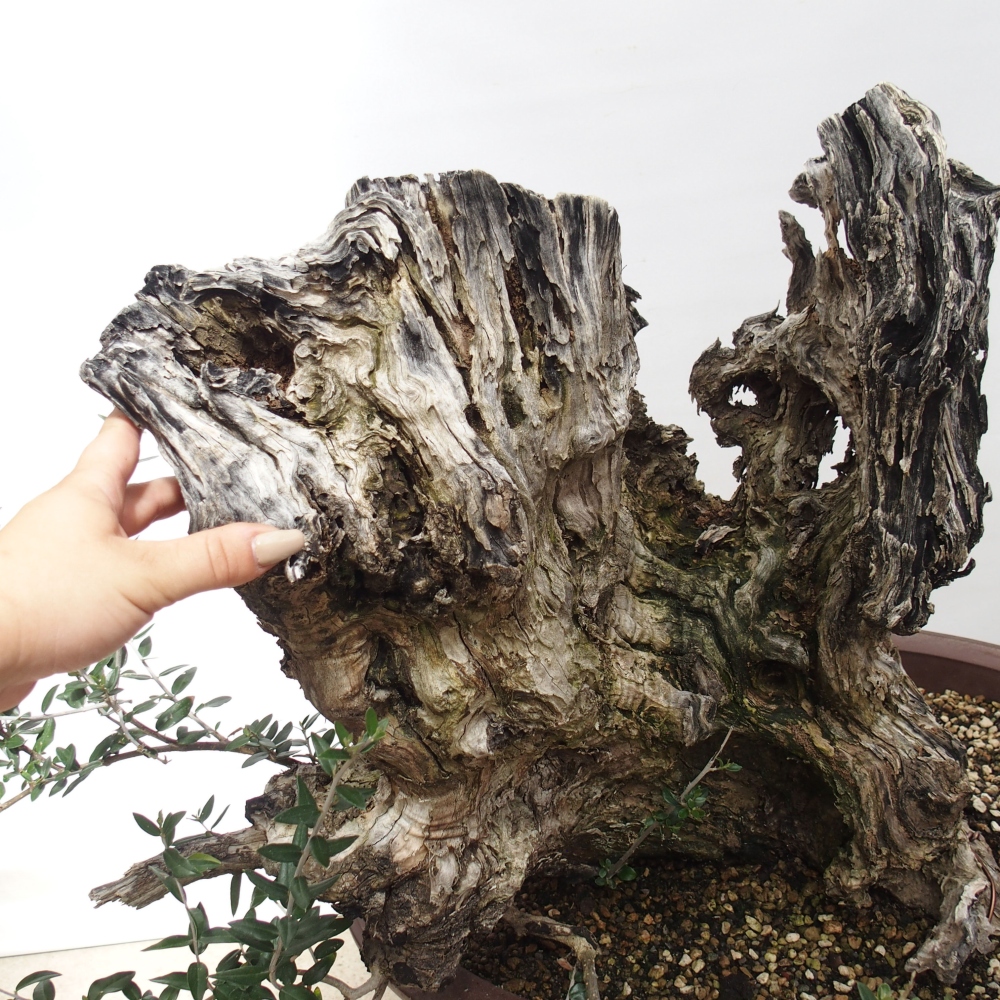 Kryte bonsai - Olea europaea sylvestris - Europejska oliwa z małych liści