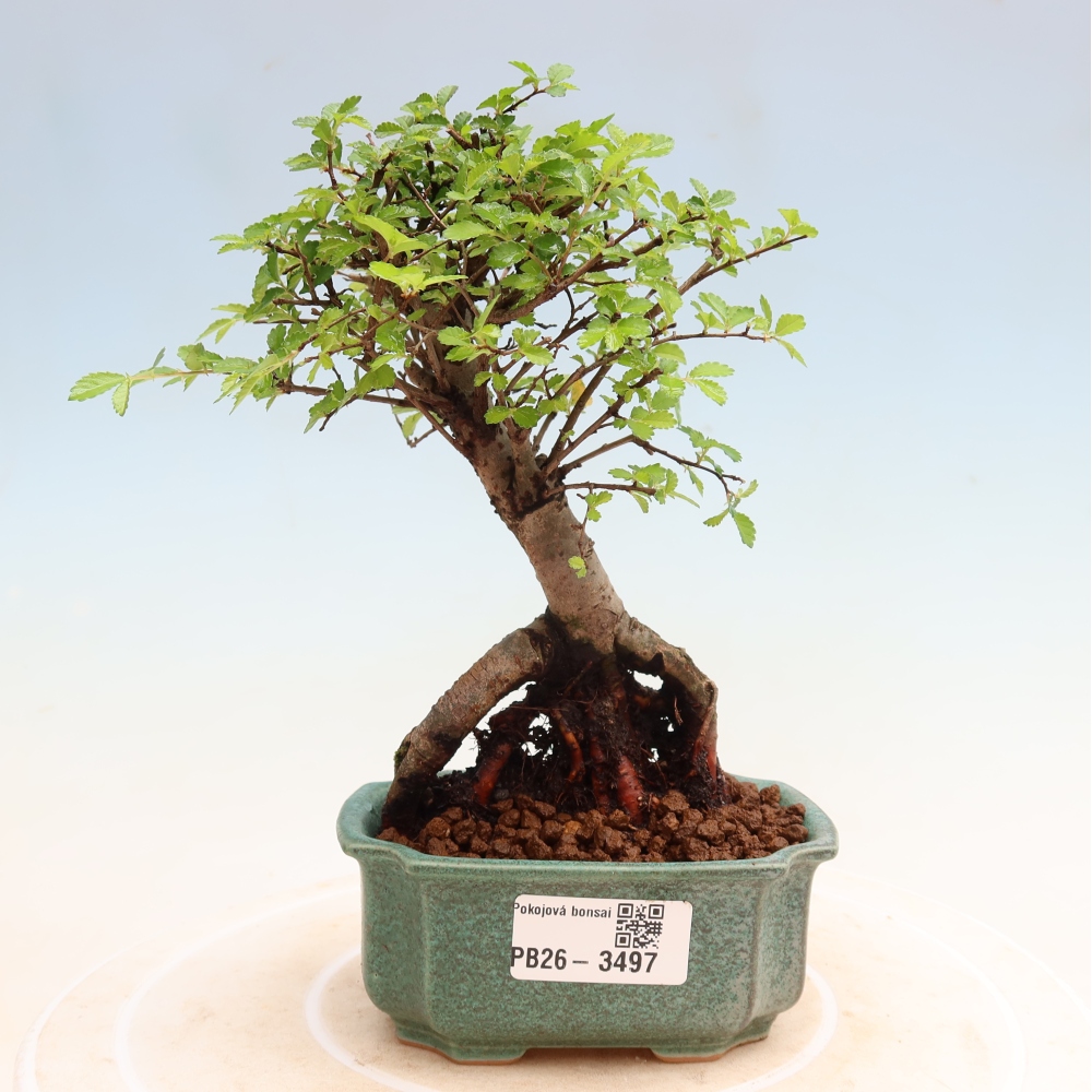 Pokój bonsai - Ulmus parvifolia - Wiąz drobnolistny