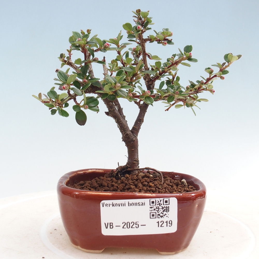 Plenerowe bonsai - Irga pozioma - Drzewo skalne