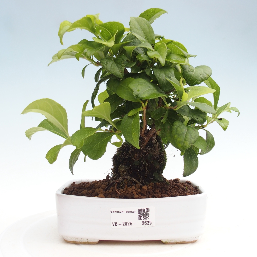 Bonsai na zewnątrz - Celastrus Jesenec